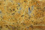 Polished Fossil Coral (Actinocyathus) - Morocco #100634-1